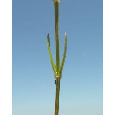 Centaurium erythraea Rafn subsp. erythraea 