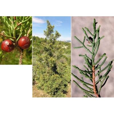 Juniperus phoenicea L. subsp. phoenicea 
