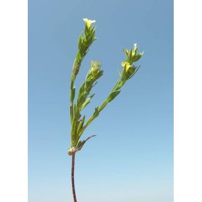 Linum corymbulosum Rchb. 