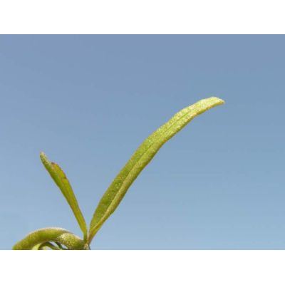 Melampyrum barbatum subsp. carstiense Ronniger 
