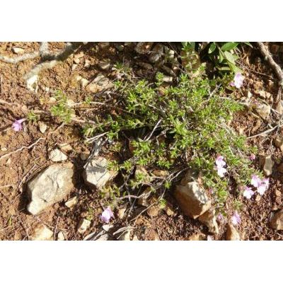 Micromeria graeca subsp. fruticulosa (Bertol.) Guinea 