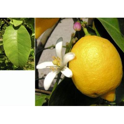 Citrus x limon (L.) Osbeck 