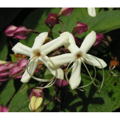 Clerodendrum trichotomum Thunb. 