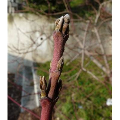 Cornus sanguinea subsp. hungarica (Kárpáti) Soó 