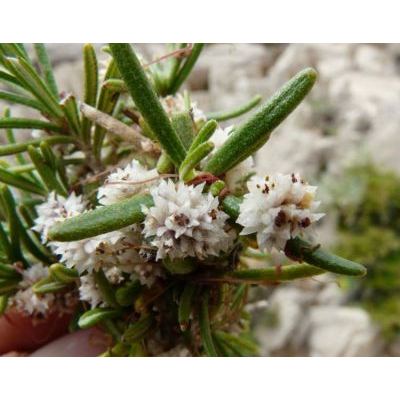 Cuscuta epithymum (L.) L. subsp. epithymum 