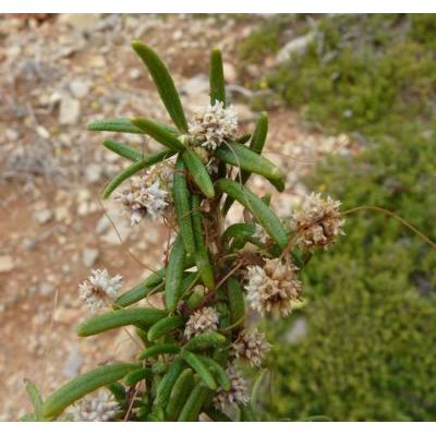 Cuscuta epithymum (L.) L. subsp. epithymum 