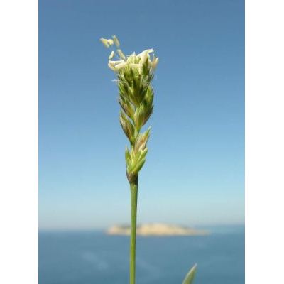 Dactylis glomerata subsp. hispanica (Roth) Nyman 