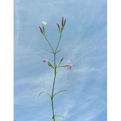 Dianthus superbus L. subsp. superbus 