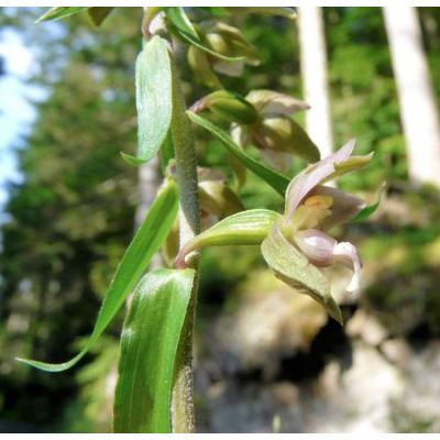 Epipactis helleborine (L.) Crantz subsp. helleborine 