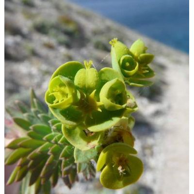 Euphorbia segetalis var. pinea (L.) Lange 