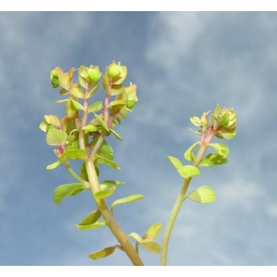 Euphorbia peplus L. 