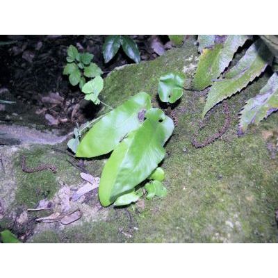 Phyllitis scolopendrium (L.) Newman subsp. scolopendrium 