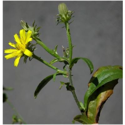 Picris hieracioides subsp. spinulosa (Guss.) Arcang. 
