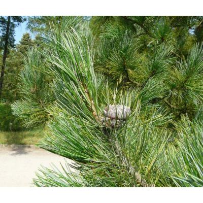 Pinus cembra L. 