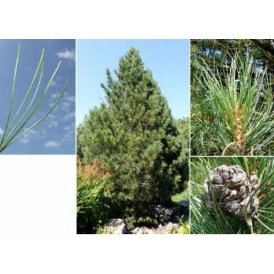 Pinus cembra L. 