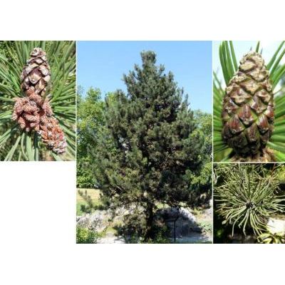 Pinus uncinata DC. 