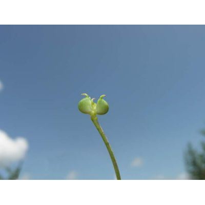 Ranunculus hybridus Biria 