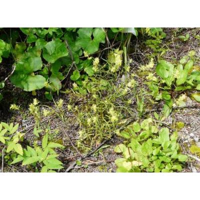 Rhinanthus glacialis Personnat subsp. glacialis 