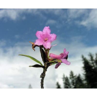 Rhododendron ferrugineum L. 
