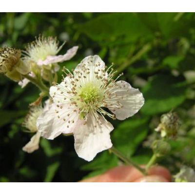 Rubus ulmifolius Schott 