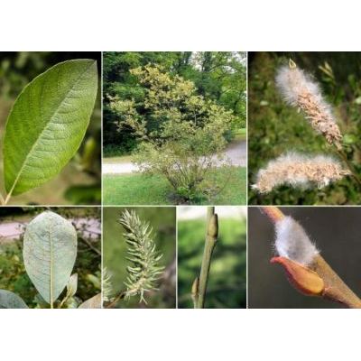 Salix atrocinerea Brot. subsp. atrocinerea 