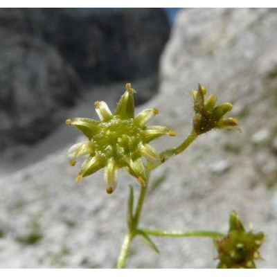 Saxifraga sedoides L. subsp. sedoides 