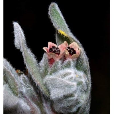 Cynoglossum cheirifolium L. subsp. cheirifolium 