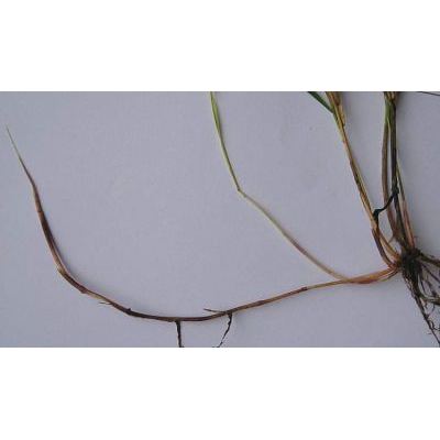 Drymochloa drymeja subsp. exaltata (C. Presl) Foggi & Signorini 