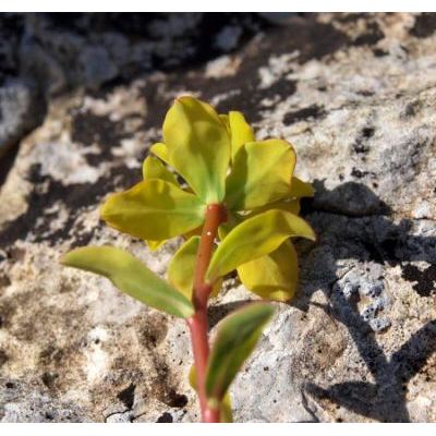 Euphorbia spinosa L. 