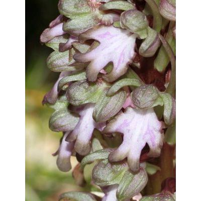 Himantoglossum robertianum (Loisel.) P. Delforge 