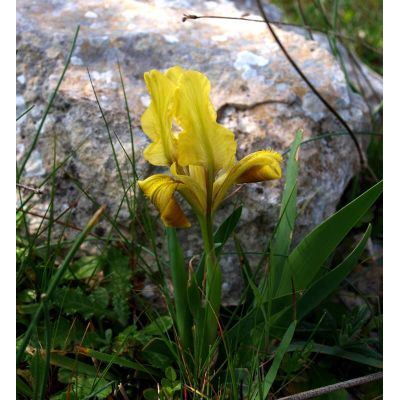 Iris pseudopumila Tineo 