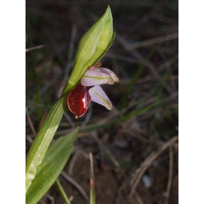 Ophrys exaltata Ten. subsp. arachnitiformis (Gren. & M.Philippe) Del Prete 