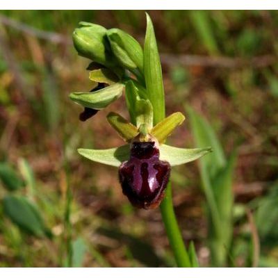 Ophrys sphegodes subsp. passionis (Sennen) Sanz & Nuet 
