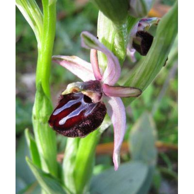 Ophrys sphegodes subsp. sipontensis (R. Lorenz & Gembardt) H. A. Pedersen & Faurh. 