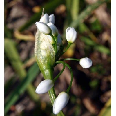 Allium neapolitanum Cirillo 