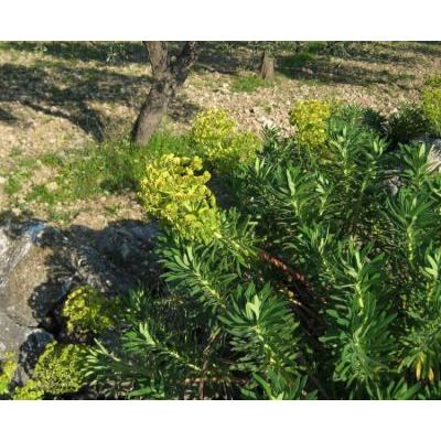 Euphorbia characias L. 