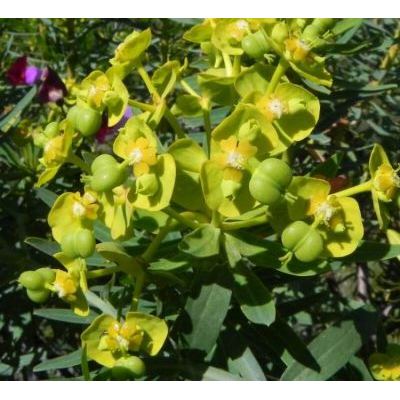 Euphorbia dendroides L. 