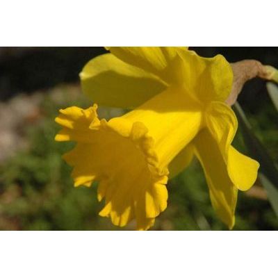 Narcissus pseudonarcissus L. 