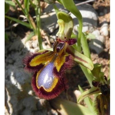 Ophrys speculum Link 