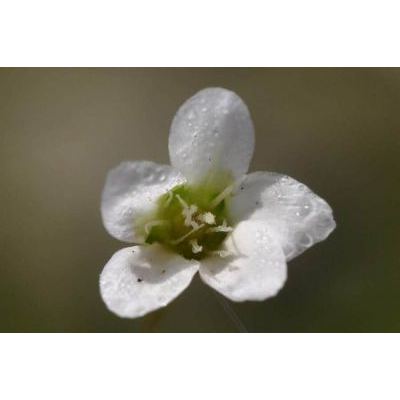 Sagina glabra (Willd.) Fenzl 