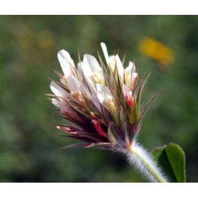 Trifolium stellatum 
