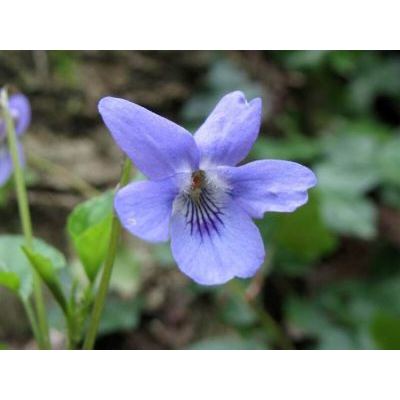 Viola reichenbachiana Jord. ex Boreau 