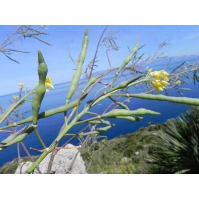 Brassica villosa Biv. 