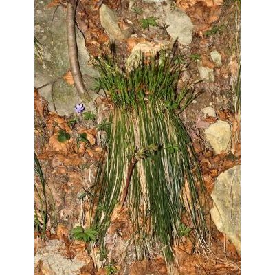 Carex australpina Bech. 