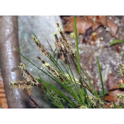 Carex australpina Bech. 
