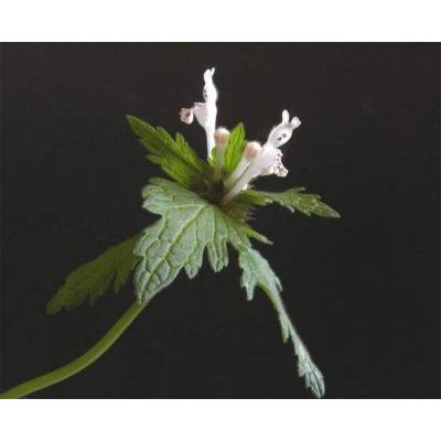 Lamium bifidum Cirillo subsp. bifidum 