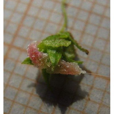 Pterocarya fraxinifolia (Lam.) Spach 