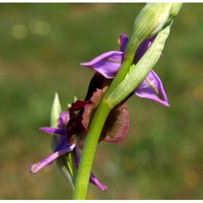 Ophrys holosericea subsp. apulica (O. Danesch & E. Danesch) Buttler 