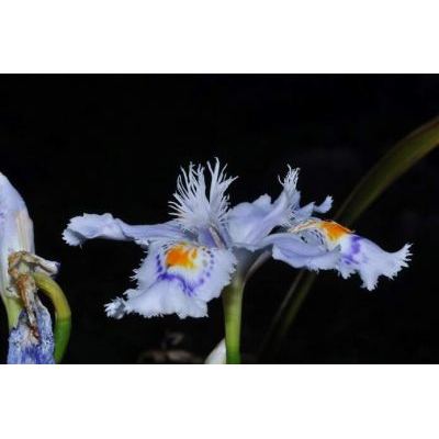 Iris japonica Thunb. 