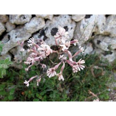 Silene italica (L.) Pers. subsp. italica 